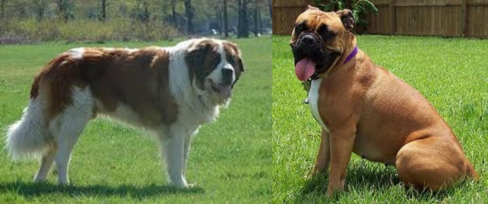 Valley Bulldog vs Moscow Watchdog - Breed Comparison