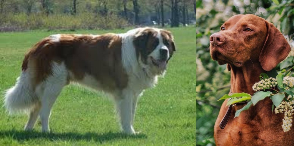 Vizsla vs Moscow Watchdog - Breed Comparison