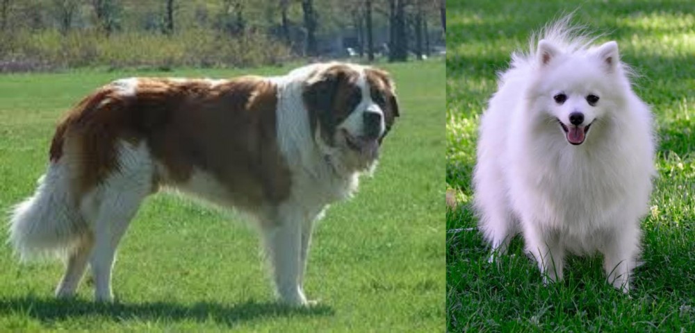 Volpino Italiano vs Moscow Watchdog - Breed Comparison