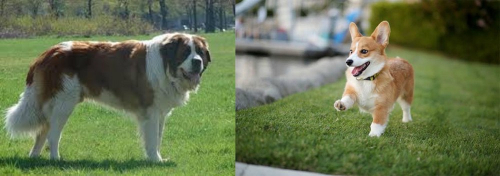 Welsh Corgi vs Moscow Watchdog - Breed Comparison