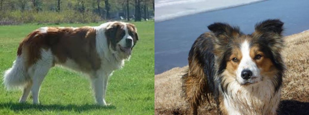 Welsh Sheepdog vs Moscow Watchdog - Breed Comparison