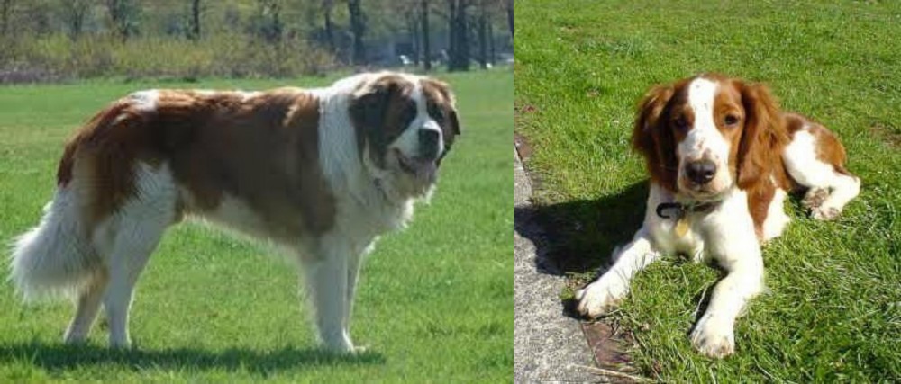 Welsh Springer Spaniel vs Moscow Watchdog - Breed Comparison