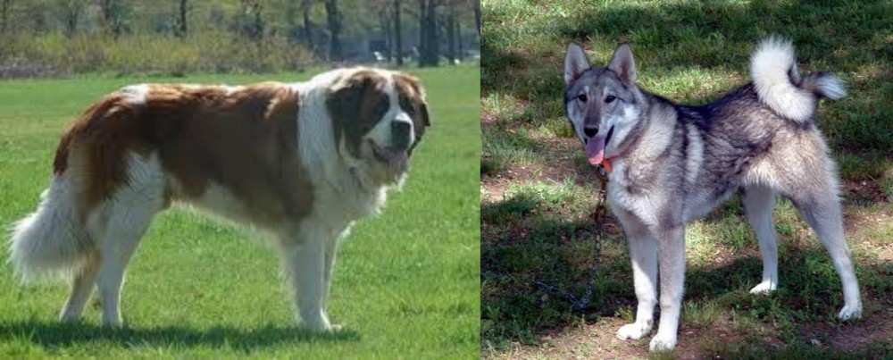 West Siberian Laika vs Moscow Watchdog - Breed Comparison