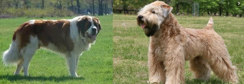 Wheaten Terrier vs Moscow Watchdog - Breed Comparison