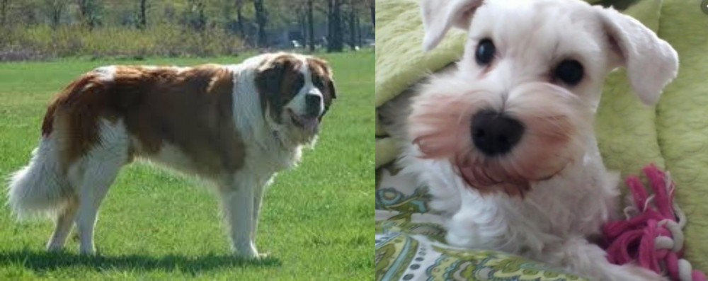 White Schnauzer vs Moscow Watchdog - Breed Comparison