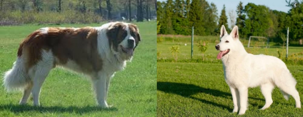 White Shepherd vs Moscow Watchdog - Breed Comparison