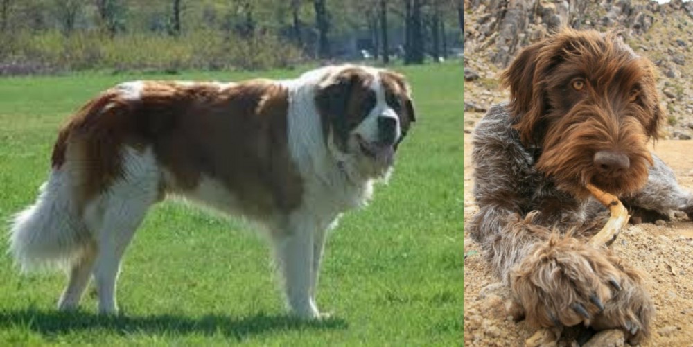 Wirehaired Pointing Griffon vs Moscow Watchdog - Breed Comparison