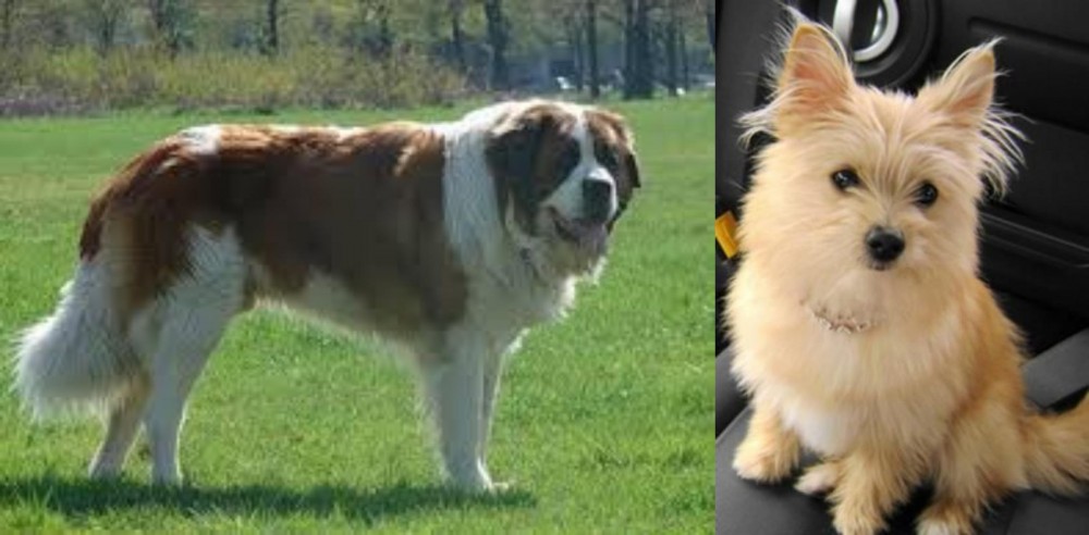 Yoranian vs Moscow Watchdog - Breed Comparison