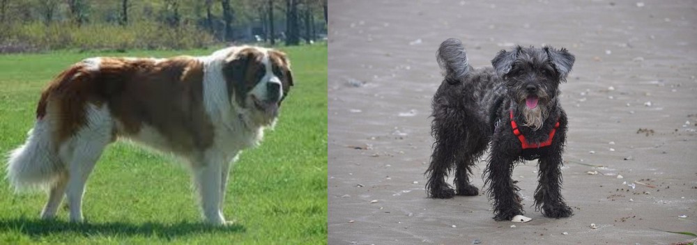 YorkiePoo vs Moscow Watchdog - Breed Comparison