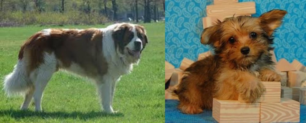 Yorkillon vs Moscow Watchdog - Breed Comparison
