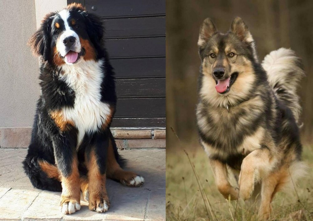 Native American Indian Dog vs Mountain Burmese - Breed Comparison