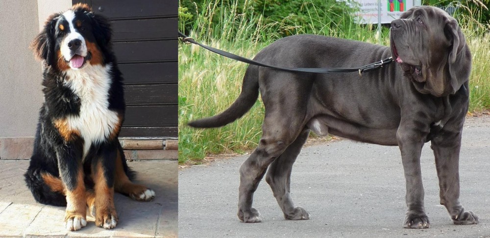Neapolitan Mastiff vs Mountain Burmese - Breed Comparison