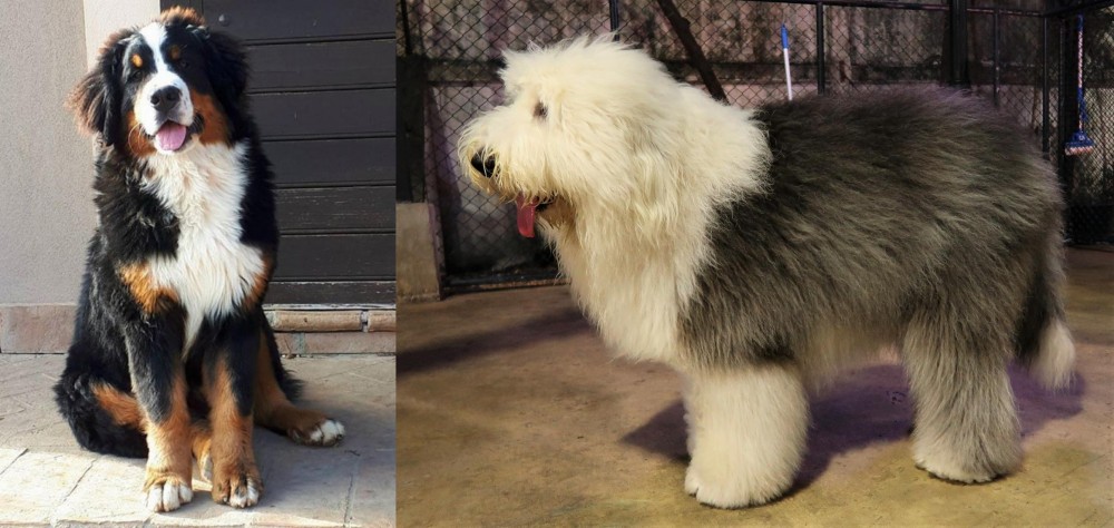 Old English Sheepdog vs Mountain Burmese - Breed Comparison