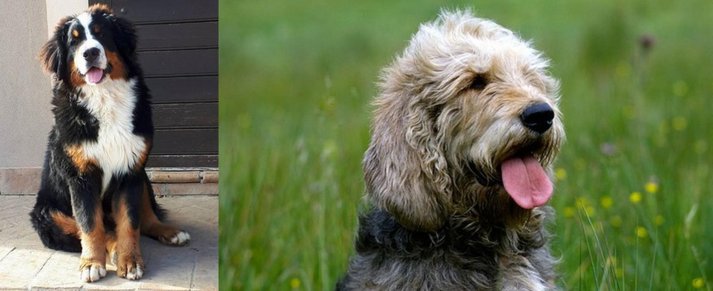 Otterhound vs Mountain Burmese - Breed Comparison