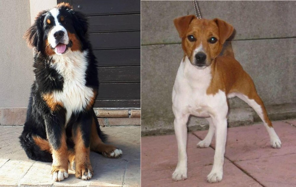 Plummer Terrier vs Mountain Burmese - Breed Comparison