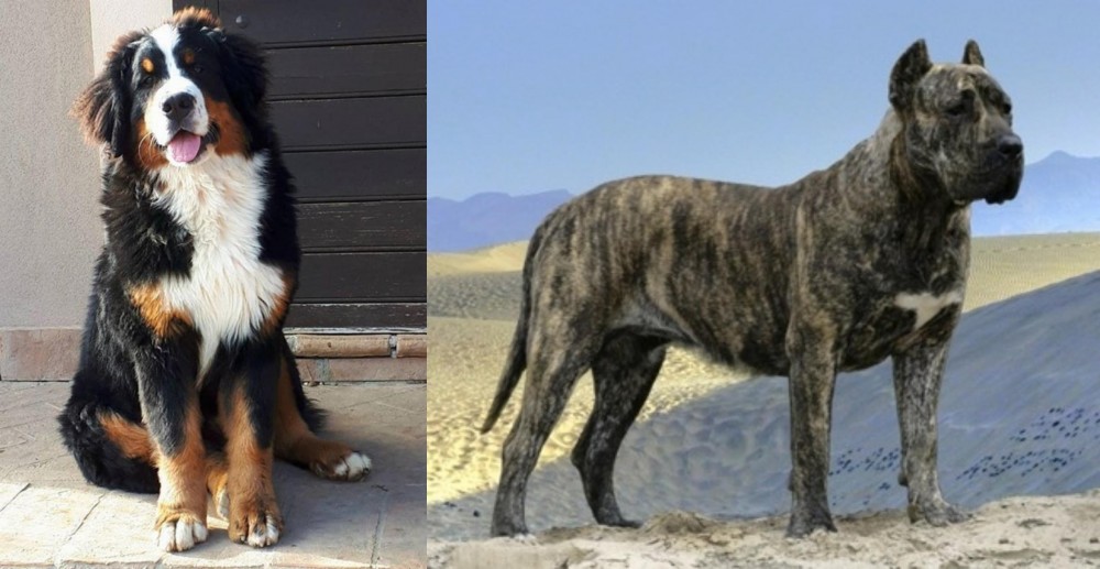 Presa Canario vs Mountain Burmese - Breed Comparison