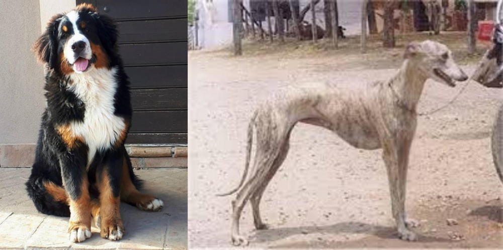Rampur Greyhound vs Mountain Burmese - Breed Comparison