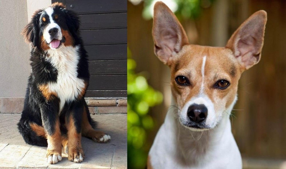 Rat Terrier vs Mountain Burmese - Breed Comparison