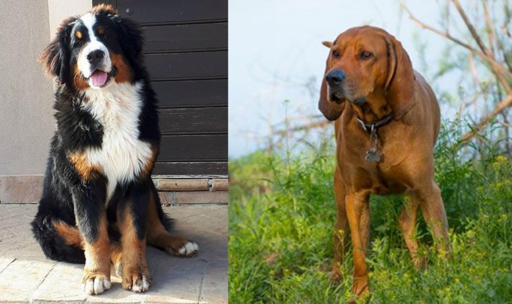 Redbone Coonhound vs Mountain Burmese - Breed Comparison