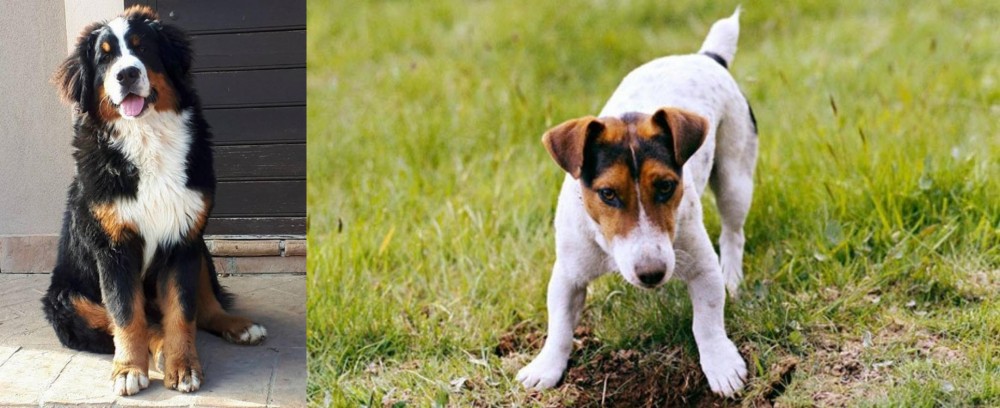 Russell Terrier vs Mountain Burmese - Breed Comparison