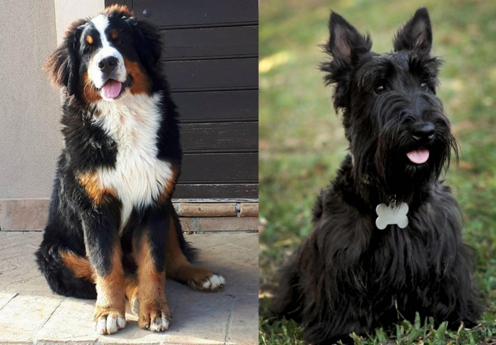 Scoland Terrier vs Mountain Burmese - Breed Comparison