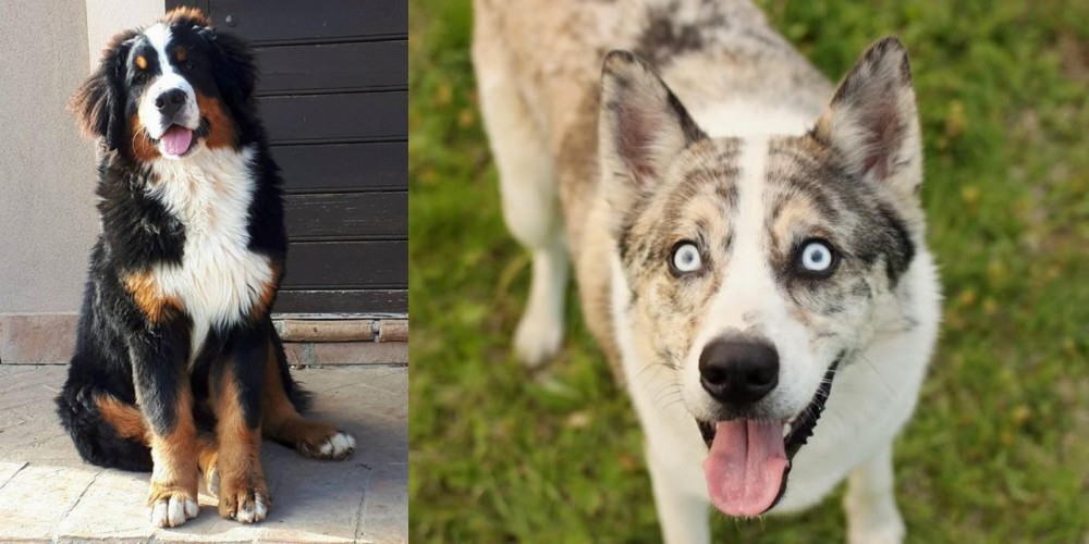 Shepherd Husky vs Mountain Burmese - Breed Comparison