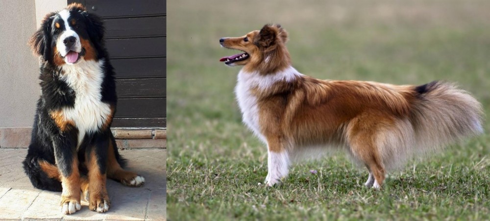Shetland Sheepdog vs Mountain Burmese - Breed Comparison
