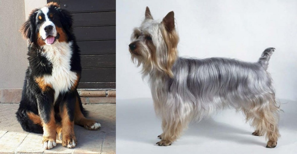 Silky Terrier vs Mountain Burmese - Breed Comparison