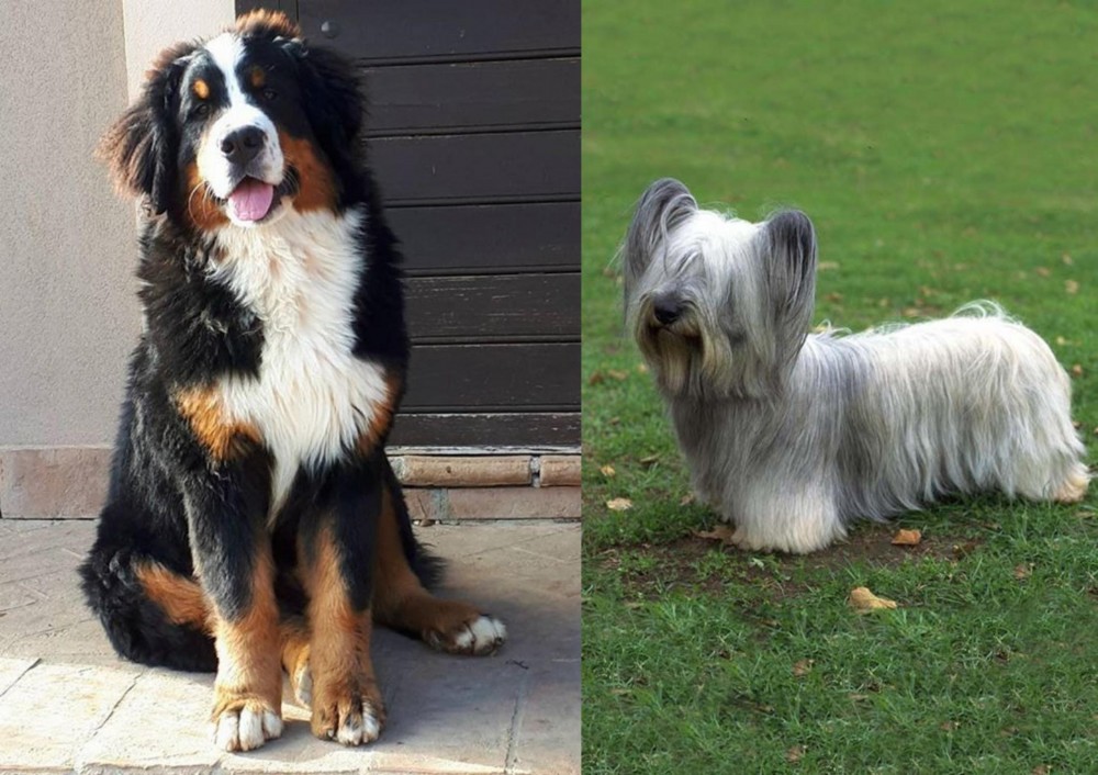 Skye Terrier vs Mountain Burmese - Breed Comparison