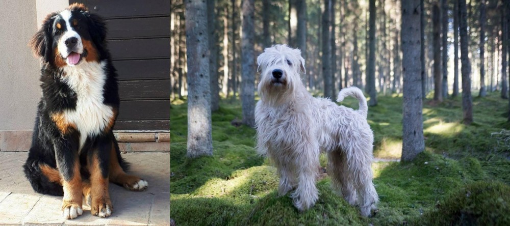 Soft-Coated Wheaten Terrier vs Mountain Burmese - Breed Comparison