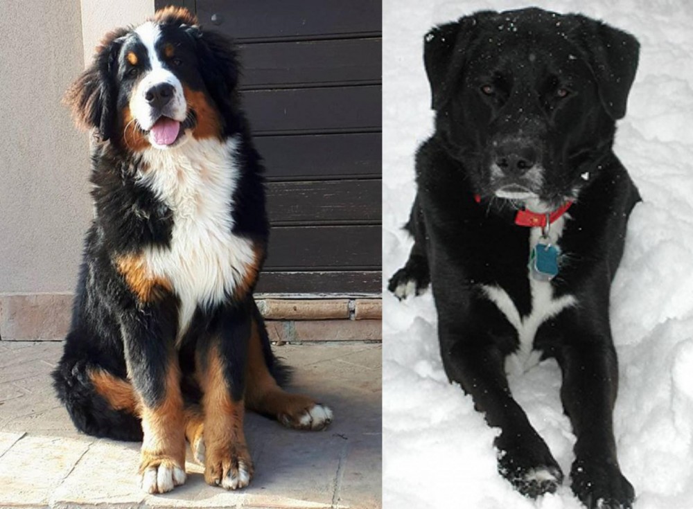 St. John's Water Dog vs Mountain Burmese - Breed Comparison