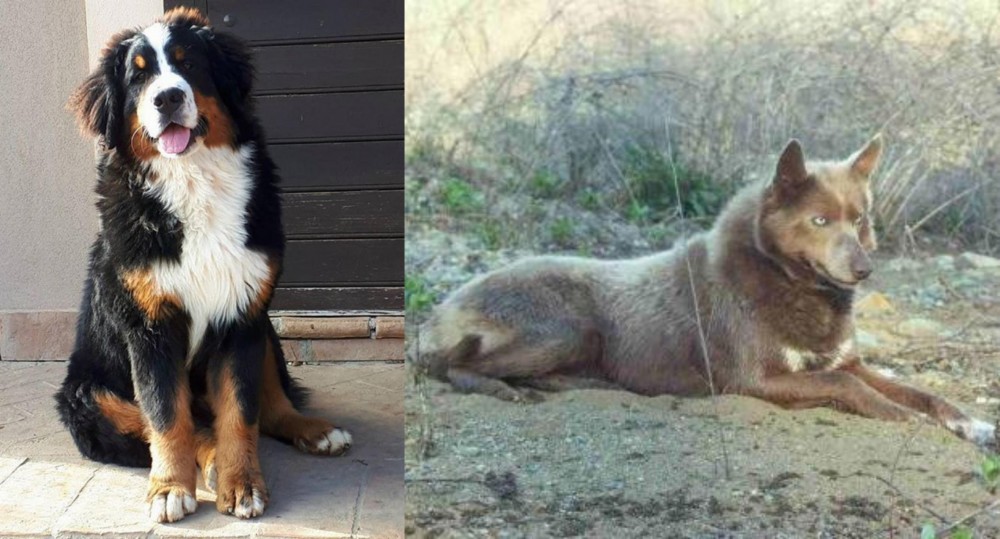 Tahltan Bear Dog vs Mountain Burmese - Breed Comparison