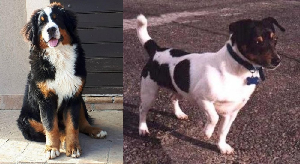 Teddy Roosevelt Terrier vs Mountain Burmese - Breed Comparison
