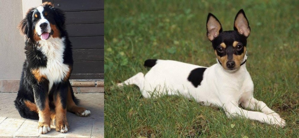 Toy Fox Terrier vs Mountain Burmese - Breed Comparison