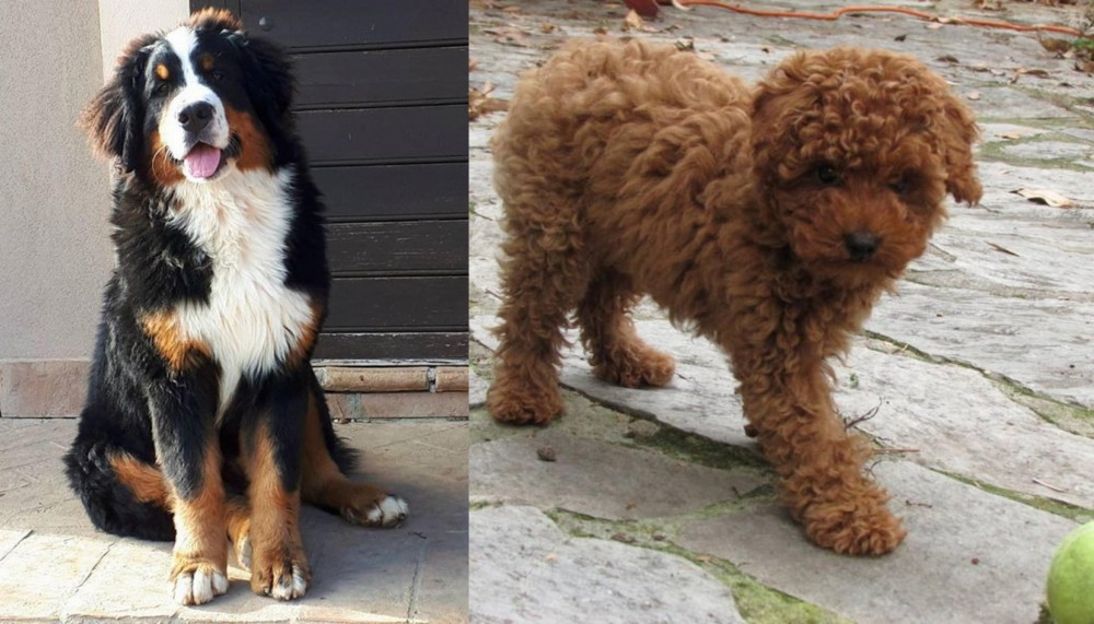 Toy Poodle vs Mountain Burmese - Breed Comparison