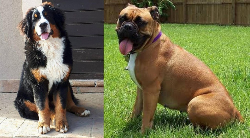 Valley Bulldog vs Mountain Burmese - Breed Comparison