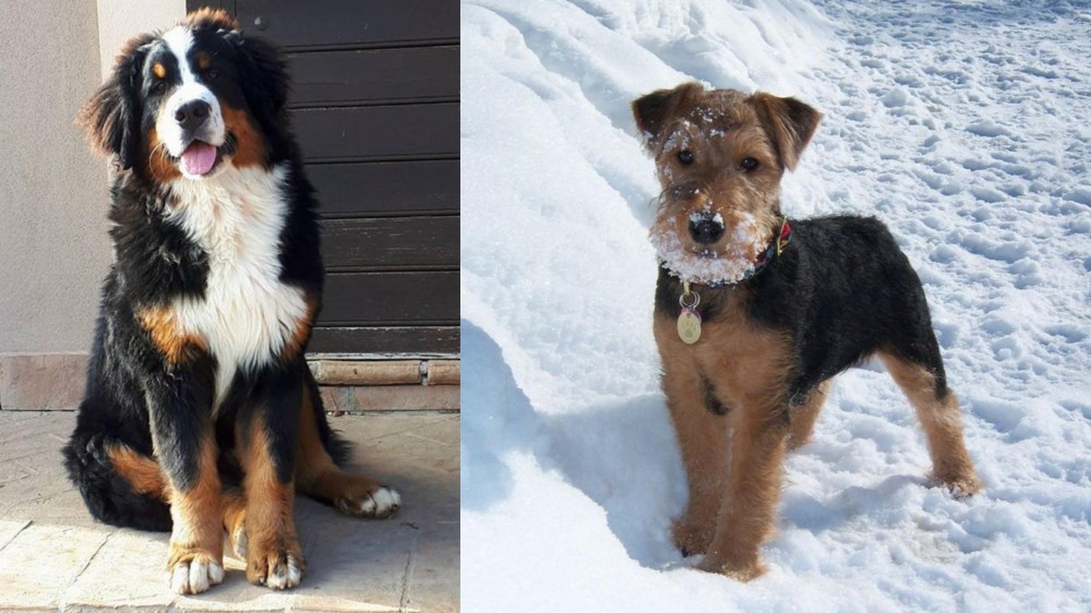 Welsh Terrier vs Mountain Burmese - Breed Comparison