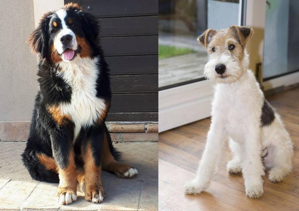 Wire Fox Terrier vs Mountain Burmese - Breed Comparison