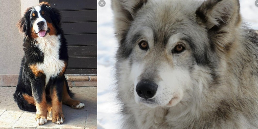 Wolfdog vs Mountain Burmese - Breed Comparison