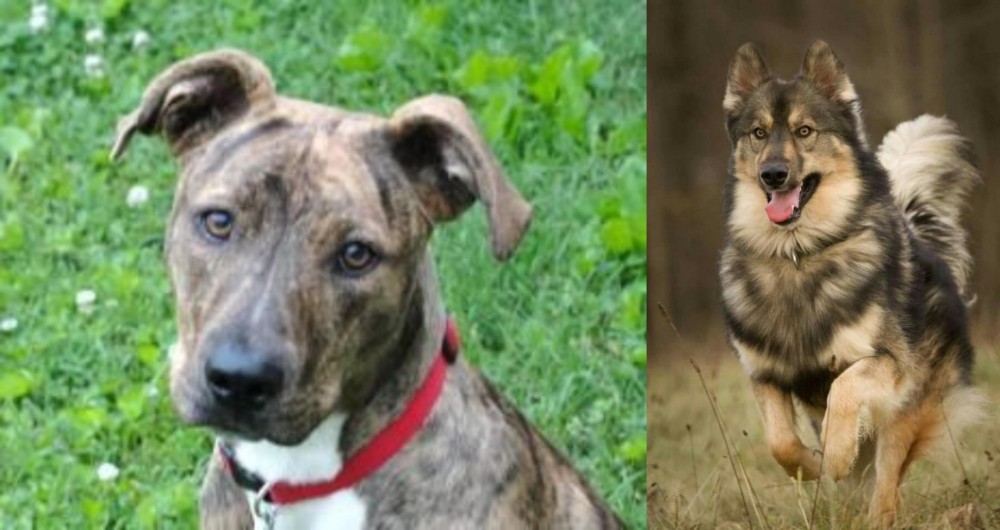 Native American Indian Dog vs Mountain Cur - Breed Comparison