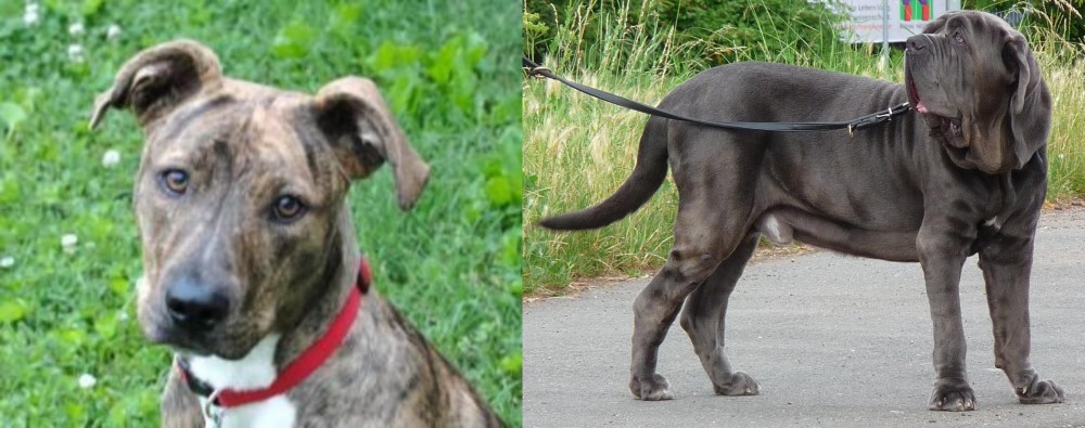 Neapolitan Mastiff vs Mountain Cur - Breed Comparison