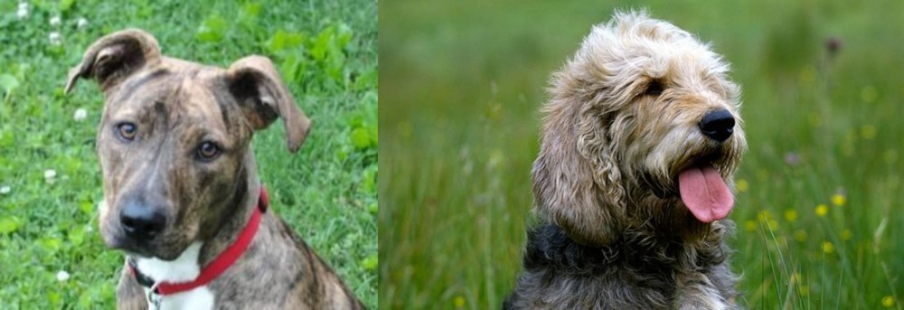 Otterhound vs Mountain Cur - Breed Comparison