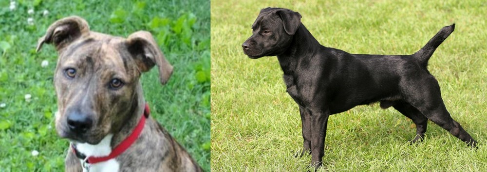 Patterdale Terrier vs Mountain Cur - Breed Comparison