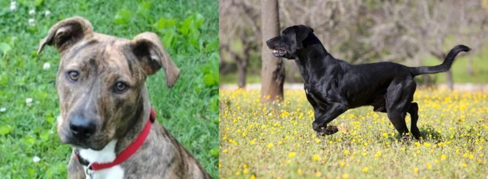 Perro de Pastor Mallorquin vs Mountain Cur - Breed Comparison