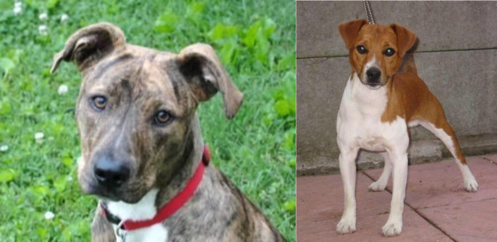 Plummer Terrier vs Mountain Cur - Breed Comparison