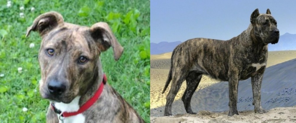 Presa Canario vs Mountain Cur - Breed Comparison