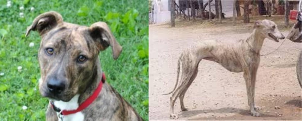 Rampur Greyhound vs Mountain Cur - Breed Comparison