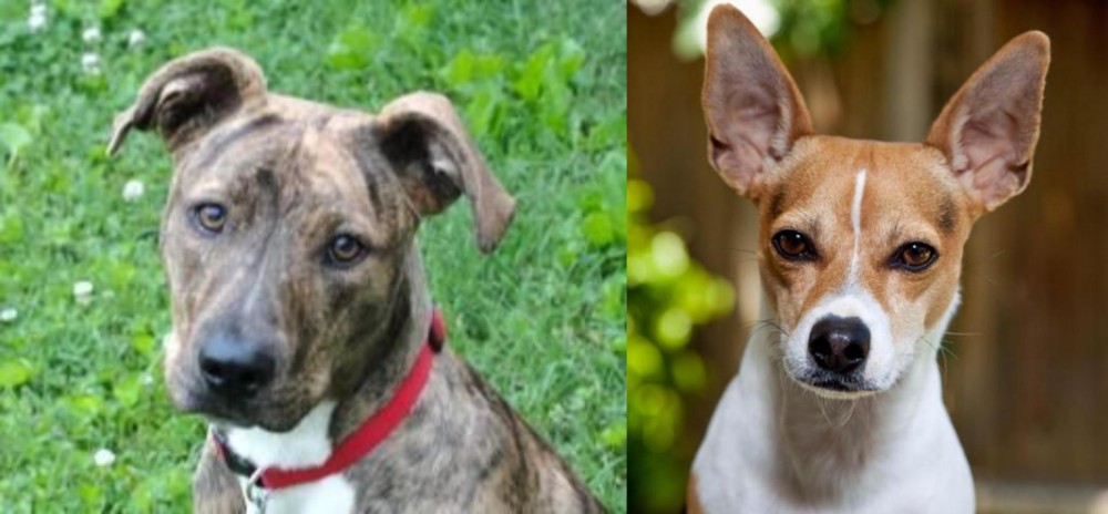 Rat Terrier vs Mountain Cur - Breed Comparison