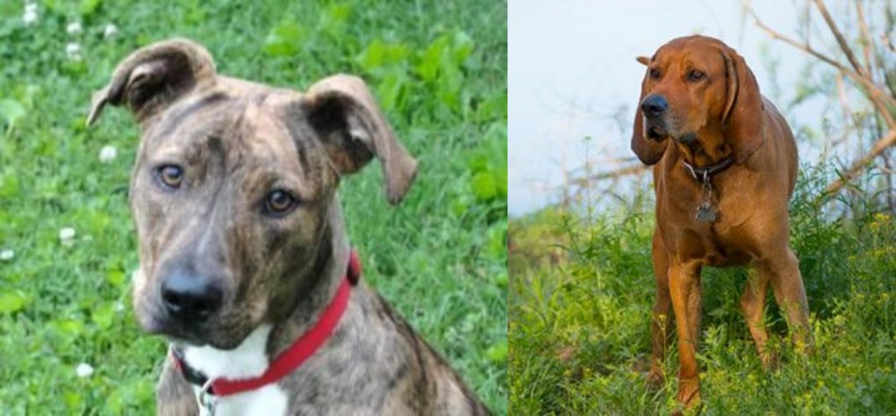 Redbone Coonhound vs Mountain Cur - Breed Comparison