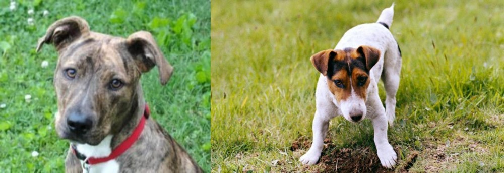 Russell Terrier vs Mountain Cur - Breed Comparison
